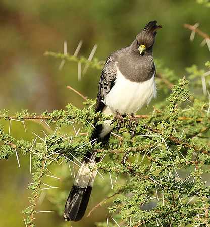 White-bellied goaway bird - Chem Chem