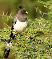 White-bellied goaway bird - Chem Chem