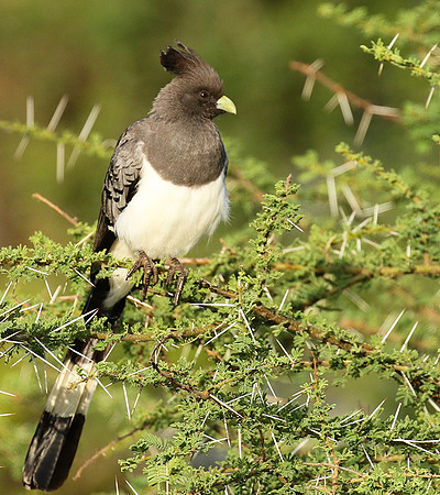 White-bellied goaway bird - Chem Chem