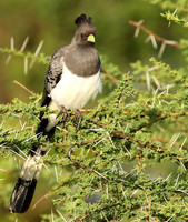White-bellied goaway bird - Chem Chem
