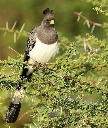 White-bellied goaway bird - Chem Chem