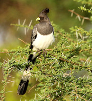 White-bellied goaway bird - Chem Chem
