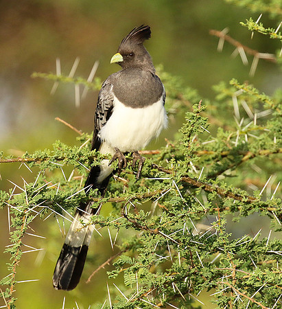 White-bellied goaway bird - Chem Chem
