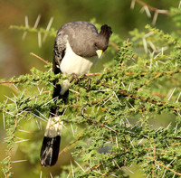 White-bellied goaway bird - Chem Chem
