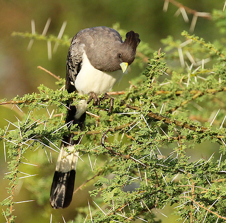 White-bellied goaway bird - Chem Chem