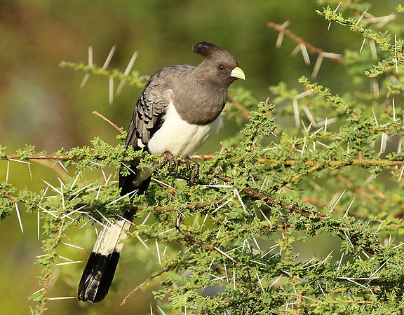White-bellied goaway bird - Chem Chem