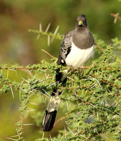 White-bellied goaway bird - Chem Chem