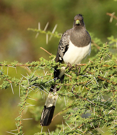 White-bellied goaway bird - Chem Chem