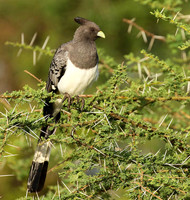 White-bellied goaway bird - Chem Chem