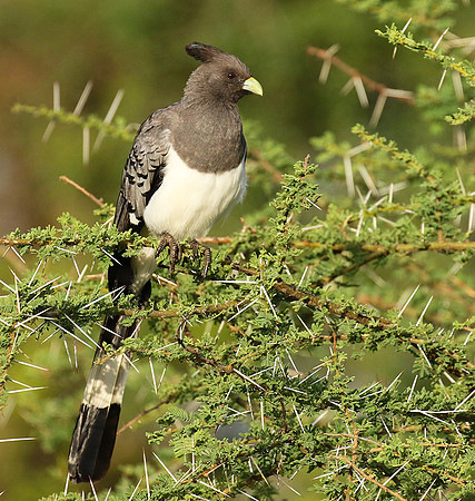 White-bellied goaway bird - Chem Chem