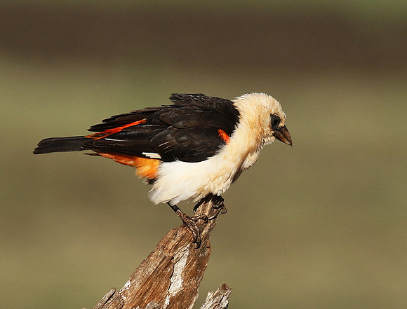 White-headed buffalo weaver - Tarangire