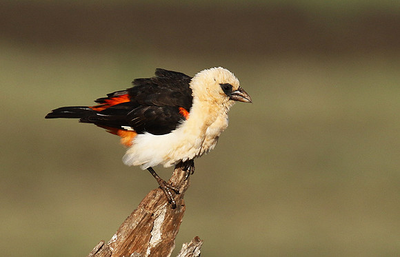 White-headed buffalo weaver - Tarangire