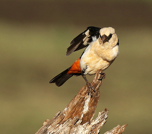 White-headed buffalo weaver - Tarangire