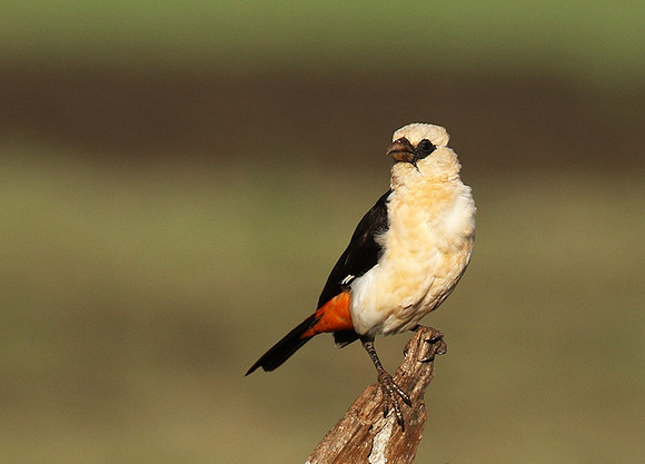 White-headed buffalo weaver - Tarangire