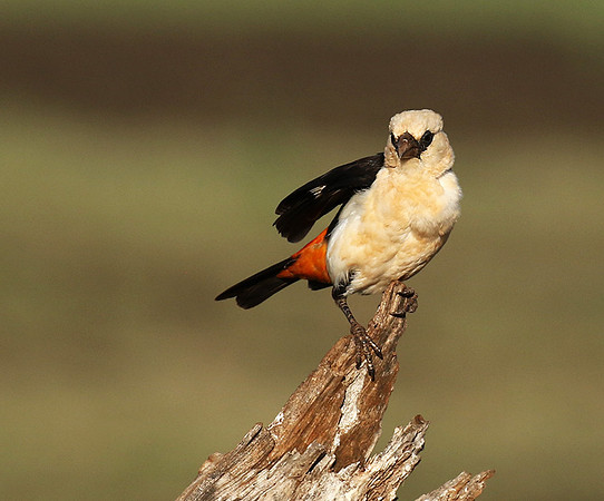 White-headed buffalo weaver - Tarangire