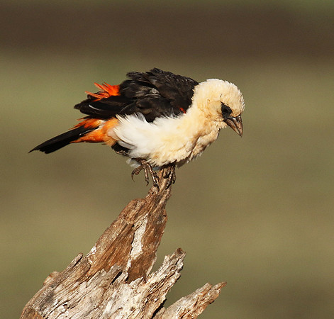White-headed buffalo weaver - Tarangire