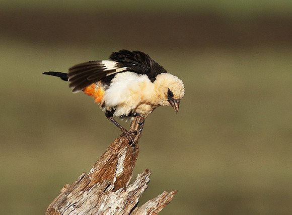 White-headed buffalo weaver - Tarangire