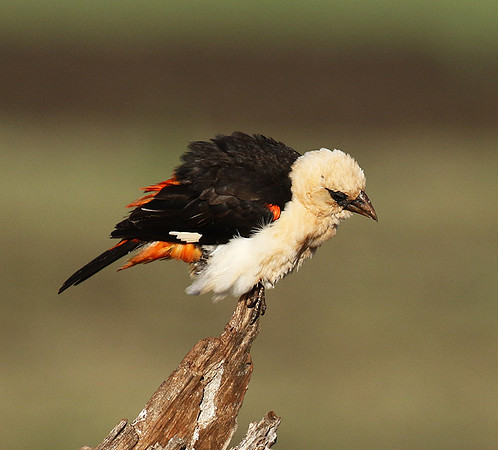 White-headed buffalo weaver - Tarangire