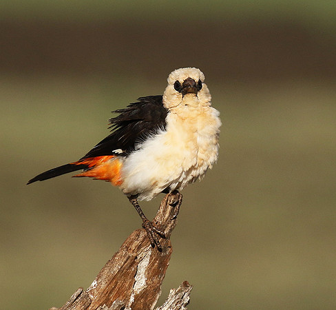 White-headed buffalo weaver - Tarangire