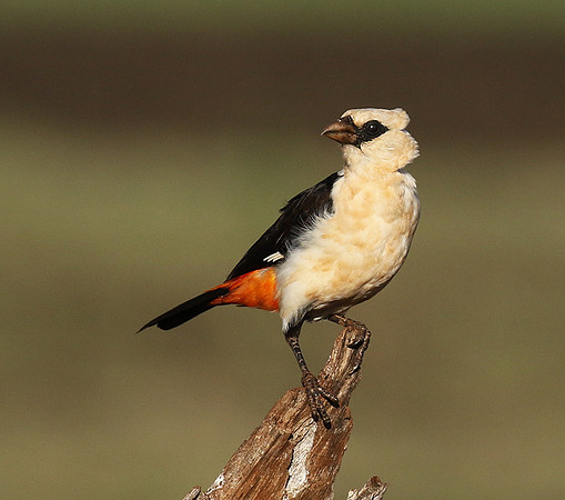 White-headed buffalo weaver - Tarangire