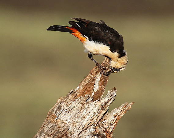 White-headed buffalo weaver - Tarangire