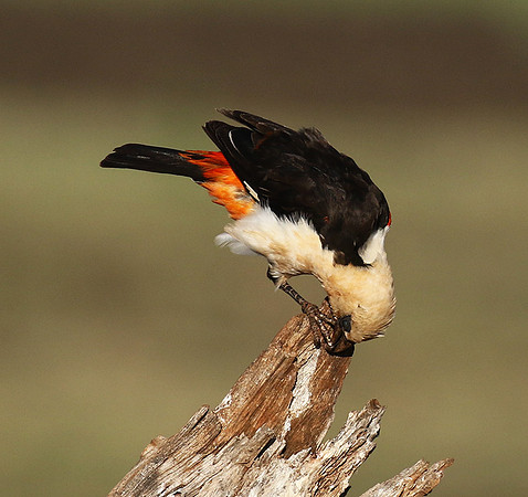 White-headed buffalo weaver - Tarangire