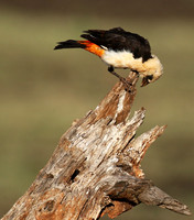 White-headed buffalo weaver - Tarangire