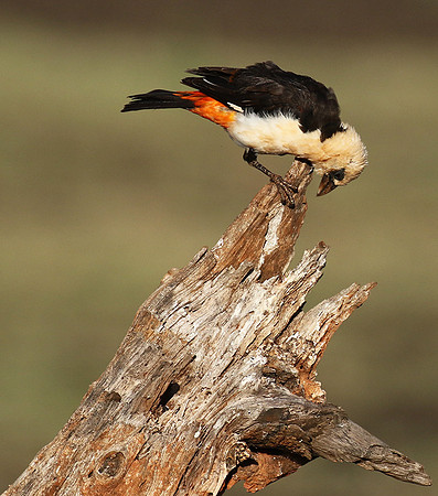 White-headed buffalo weaver - Tarangire
