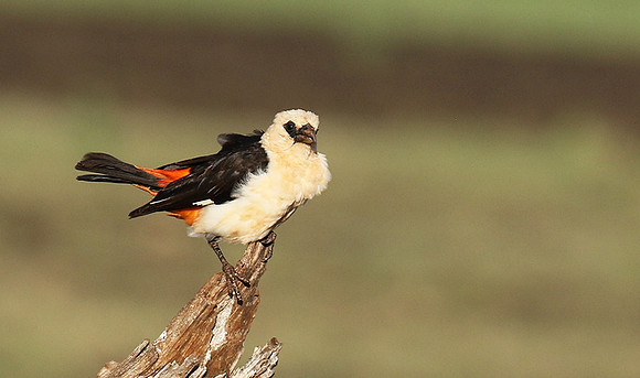 White-headed buffalo weaver - Tarangire