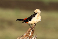 White-headed buffalo weaver - Tarangire