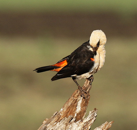 White-headed buffalo weaver - Tarangire