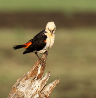 White-headed buffalo weaver - Tarangire