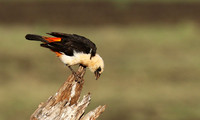 White-headed buffalo weaver - Tarangire