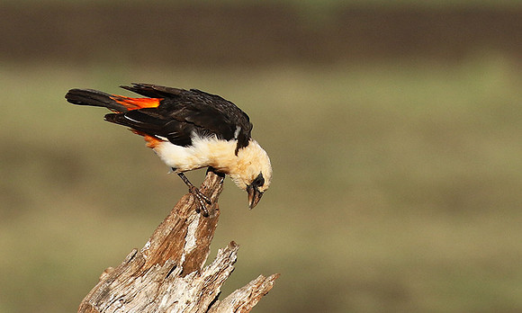 White-headed buffalo weaver - Tarangire