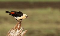 White-headed buffalo weaver - Tarangire