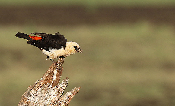 White-headed buffalo weaver - Tarangire