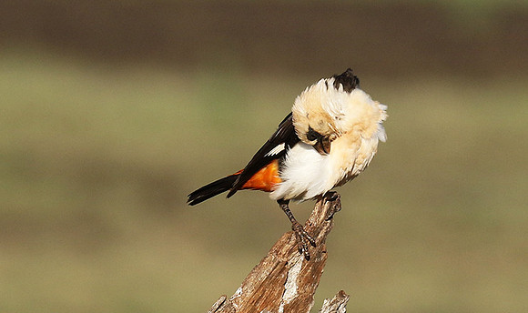 White-headed buffalo weaver - Tarangire
