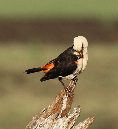 White-headed buffalo weaver - Tarangire