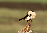 White-headed buffalo weaver - Tarangire
