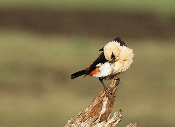 White-headed buffalo weaver - Tarangire