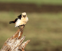 White-headed buffalo weaver - Tarangire