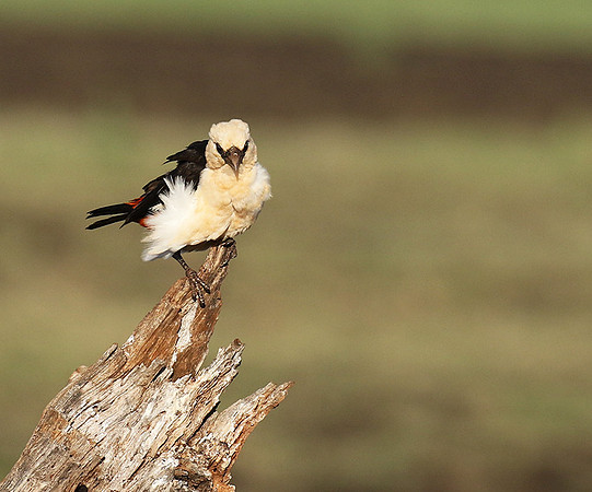 White-headed buffalo weaver - Tarangire