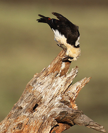 White-headed buffalo weaver - Tarangire