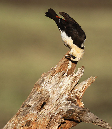 White-headed buffalo weaver - Tarangire