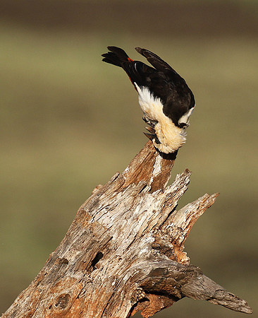 White-headed buffalo weaver - Tarangire