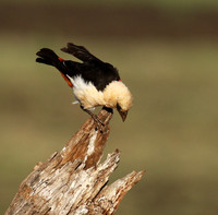 White-headed buffalo weaver - Tarangire
