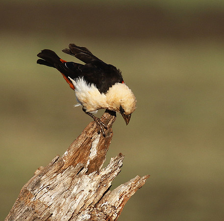 White-headed buffalo weaver - Tarangire