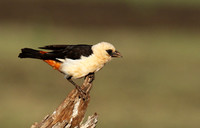 White-headed buffalo weaver - Tarangire