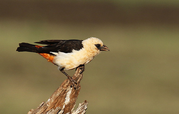 White-headed buffalo weaver - Tarangire
