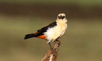 White-headed buffalo weaver - Tarangire
